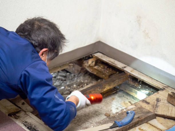 Best DIY Mold Remediation Support Services in Mission Hills, CA