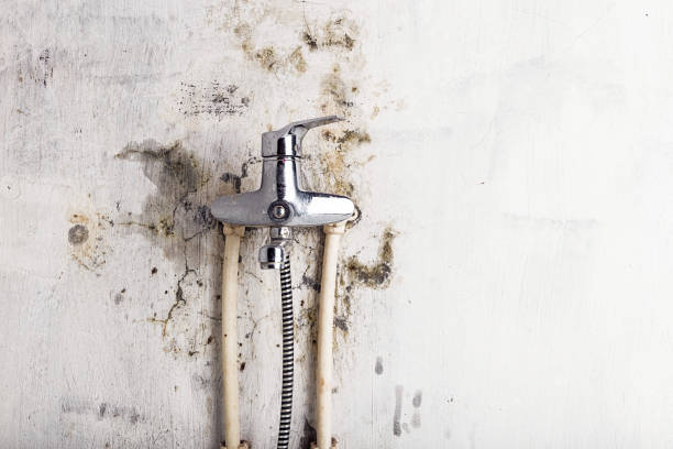 Best Insurance-Related Mold Remediation in Mission Hills, CA